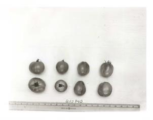 Click for 1 image(s) for this accession. FRUIT